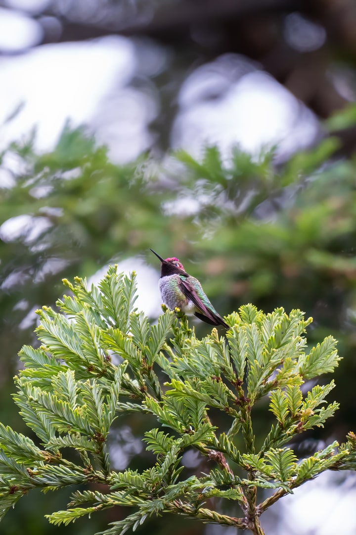 A male Anna's hummingbird perches on the green foliage of a conifer tree.