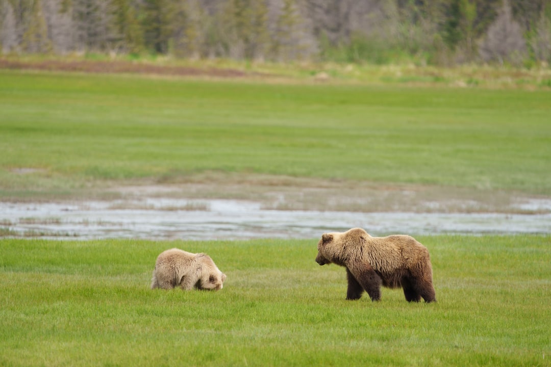A brown bear mother and her cub forage in a green meadow with coastal flats in the background.
