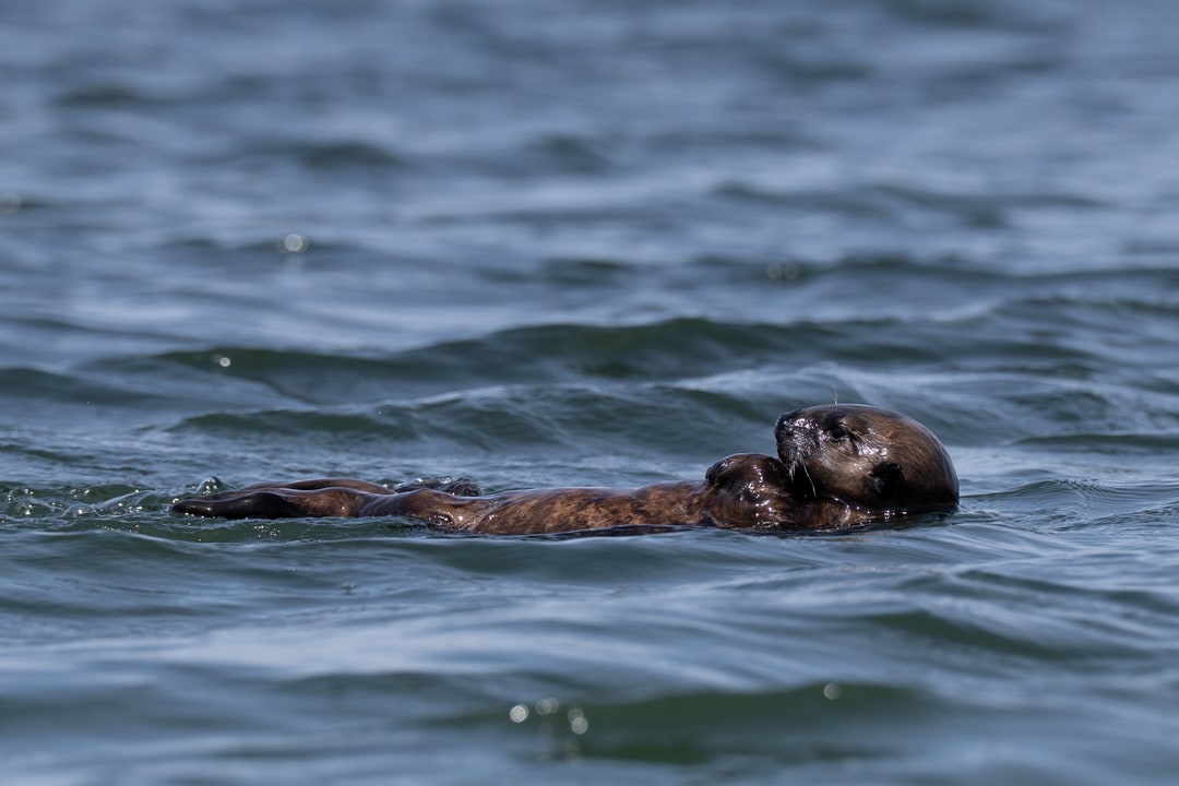 A sea otter floats on its back in the rippling ocean water.