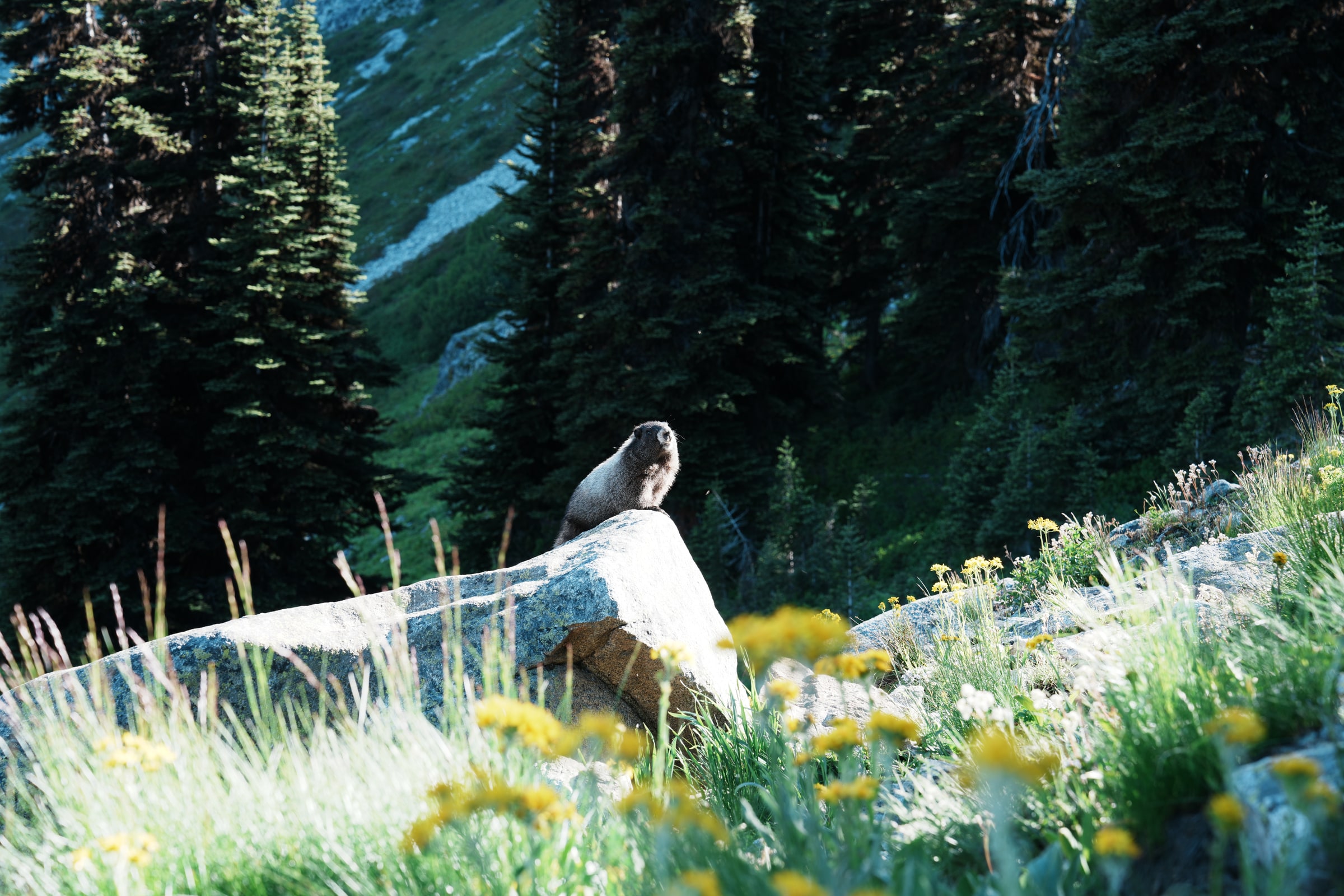 A marmot rests on a boulder in an alpine meadow.
