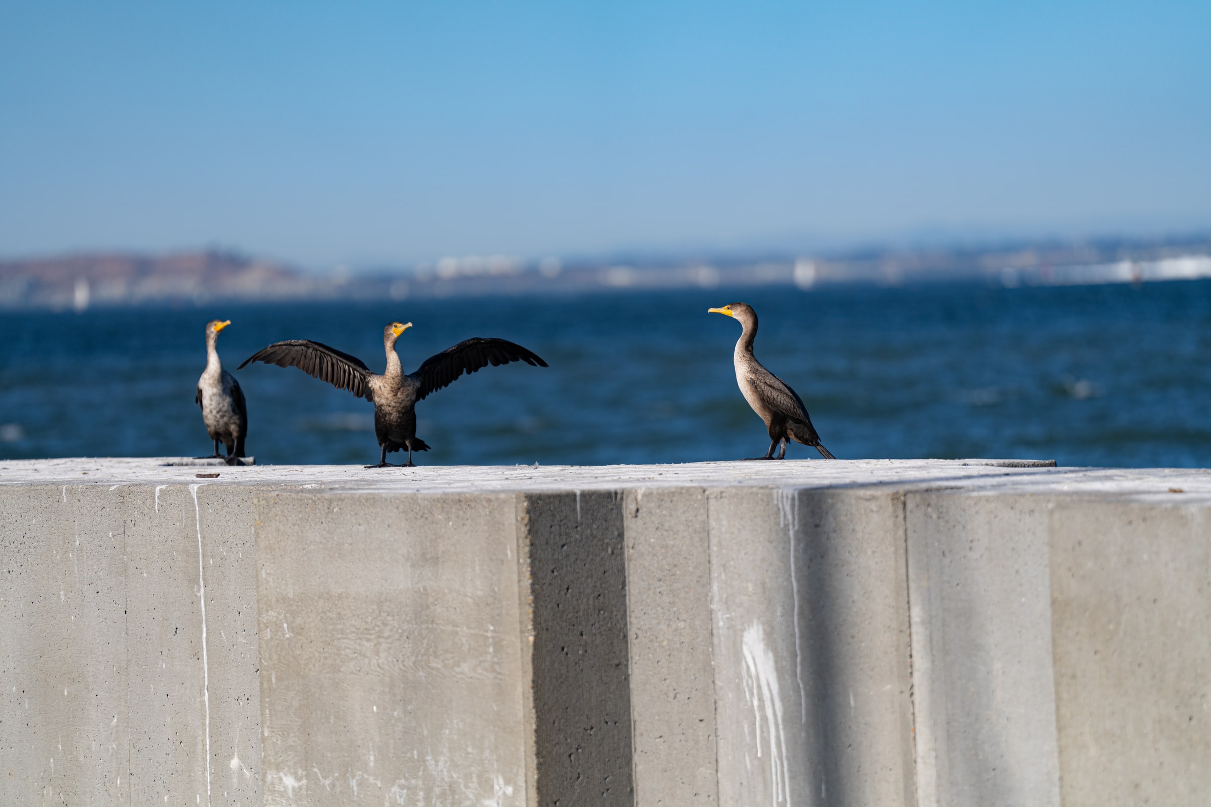 Three cormorants rest beside the water; one spreads its wings.