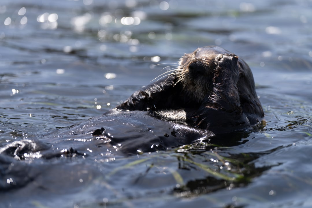 A sea otter floats on its back in shimmering coastal waters with its paws covering its face.