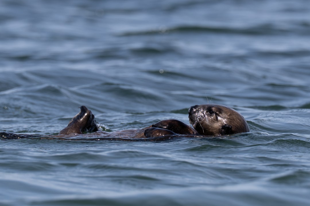 A sea otter floats on its back in open ocean water.