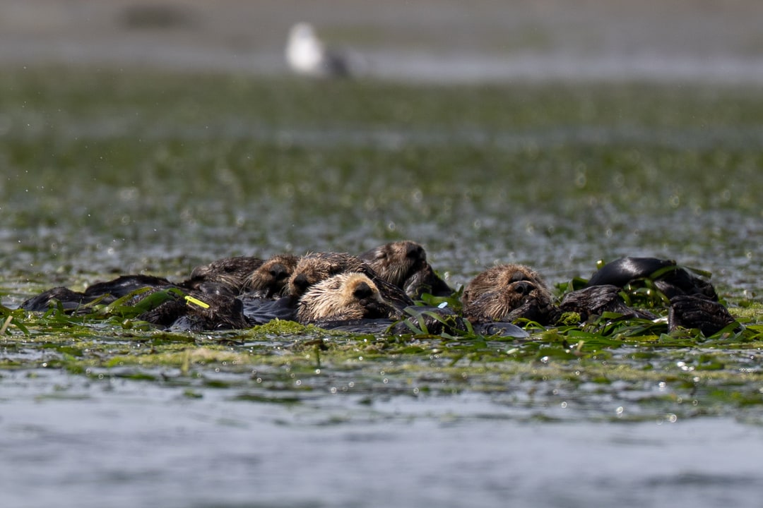 A raft of sea otters rests together tangled in floating sea vegetation.