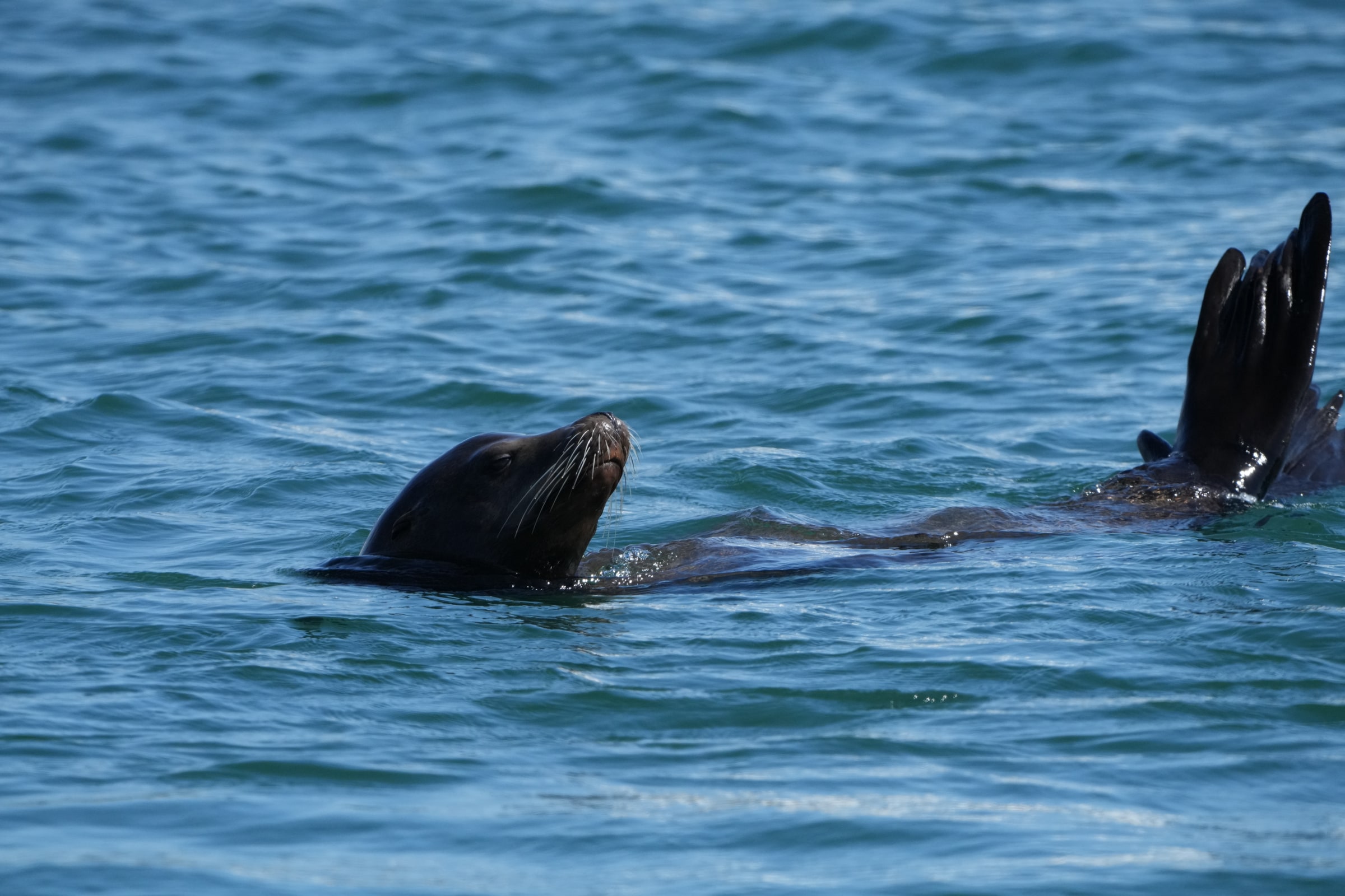 A sea lion rests at the surface with its flippers raised.