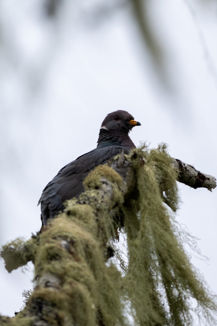 A Band-tailed Pigeon perches on a mossy tree branch against an overcast sky.