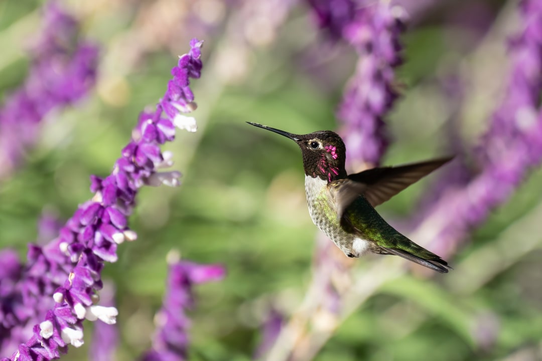 An Anna's hummingbird hovers in flight beside purple salvia blossoms.