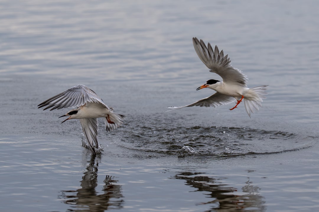 Two Forster's terns fly low and splash over the water surface at Shoreline Park.