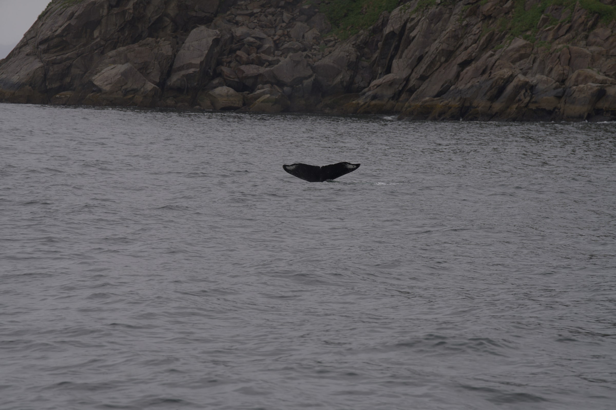 A whale lifts its tail above the water beside a rocky shoreline.
