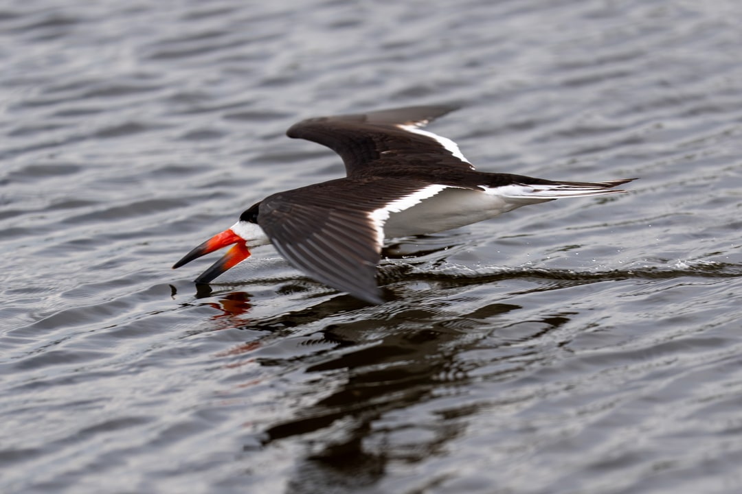 A Black Skimmer skims the water surface with its bill while flying low over the water.