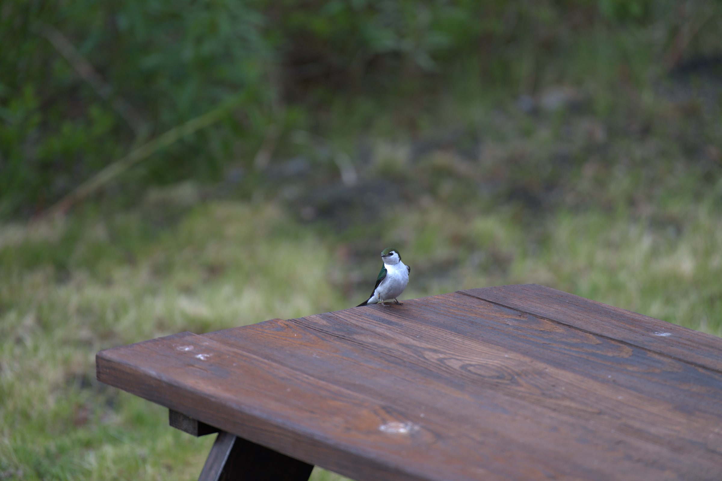 A swallow perches on the edge of a wooden table.