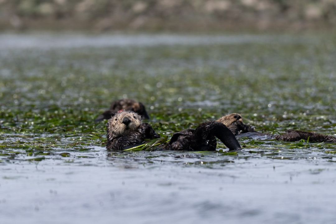A group of sea otters floats amongst kelp beds in coastal waters.
