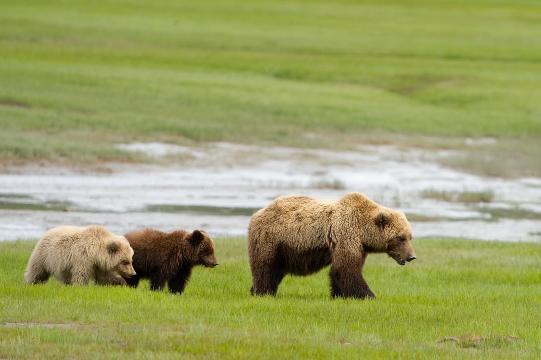 A brown bear sow walks across a lush green coastal meadow accompanied by two cubs.
