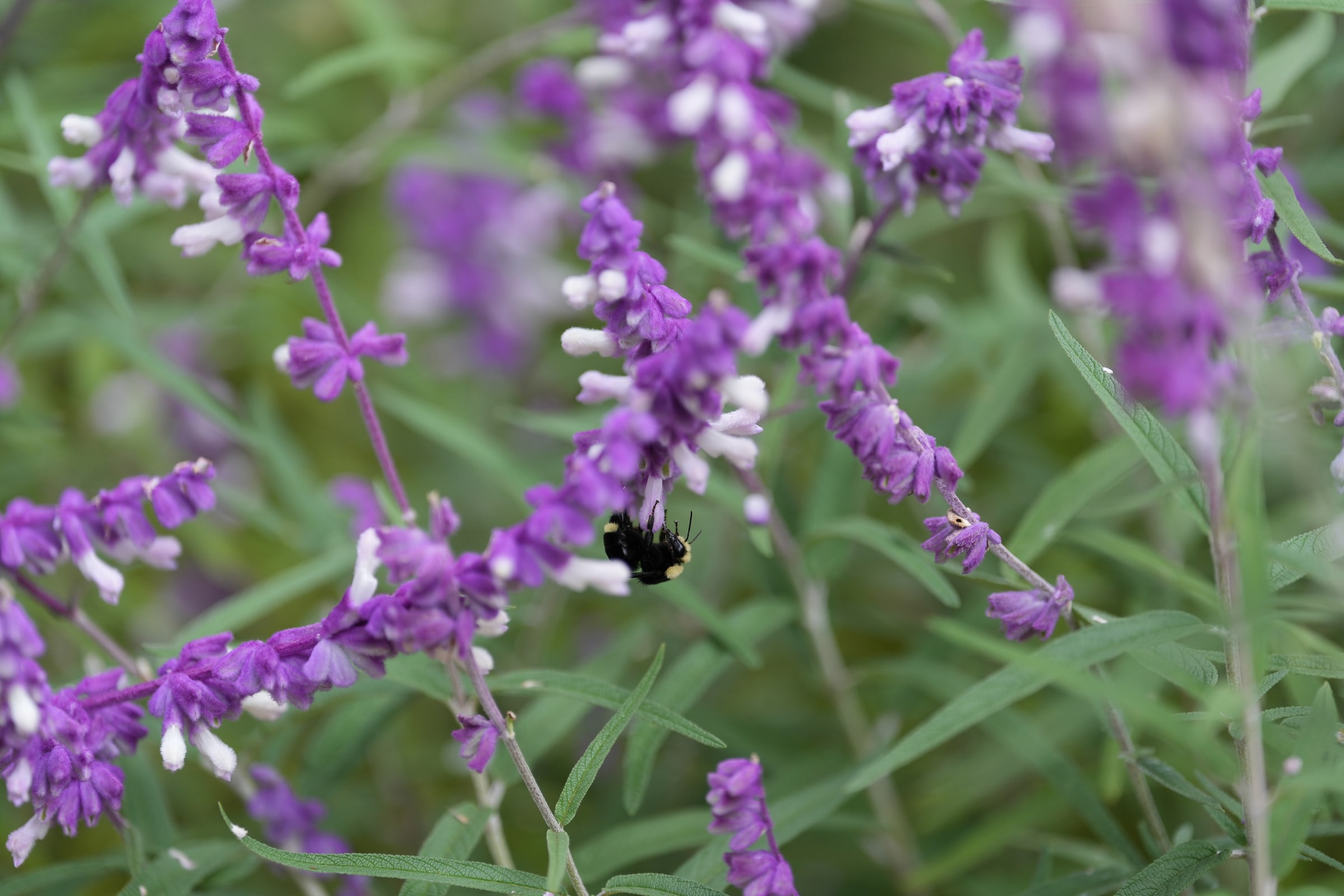 A bumblebee visits purple flowers.