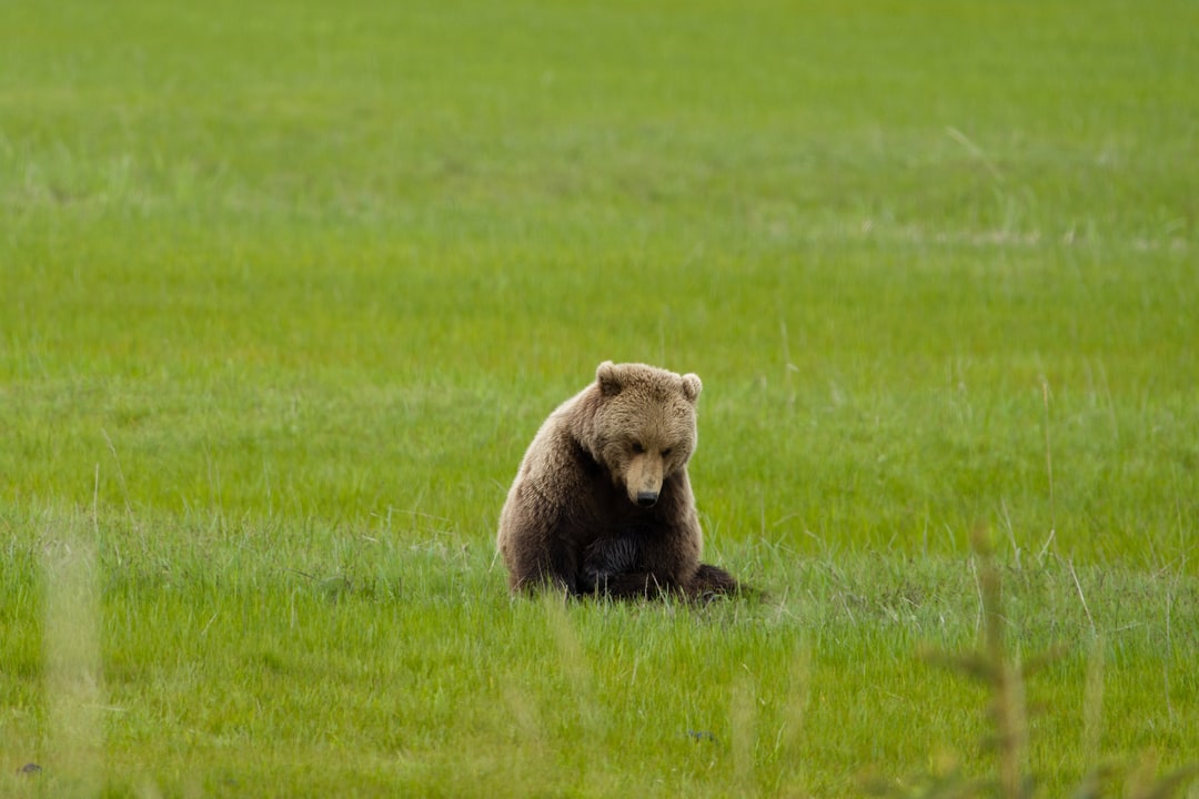 A brown bear sits alone in an open green meadow.