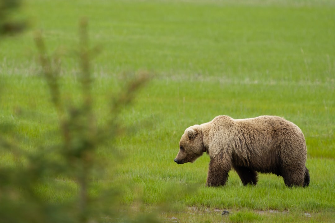 A brown bear walks across a lush green field in Alaska.