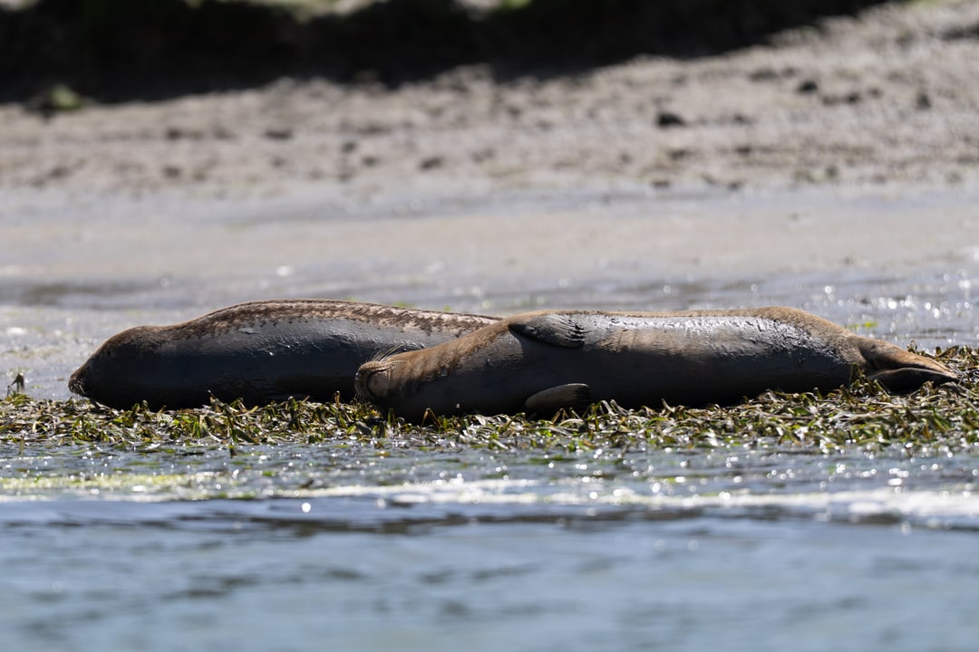 Two harbor seals rest side by side on a bed of seaweed along the water's edge.
