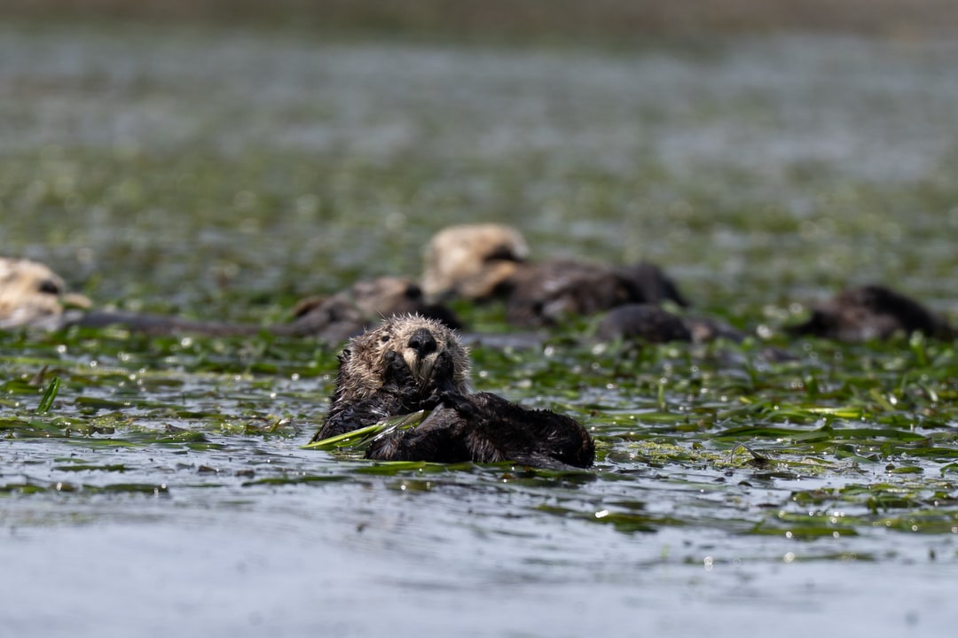 A sea otter floats on its back in a bed of seagrass, with several other otters resting in the background.