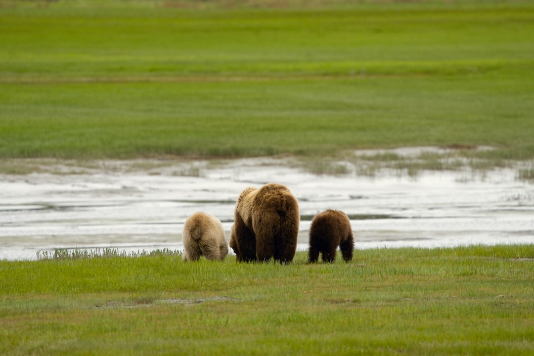 A brown bear mother and her two cubs walk away across a grassy coastal meadow in Alaska.
