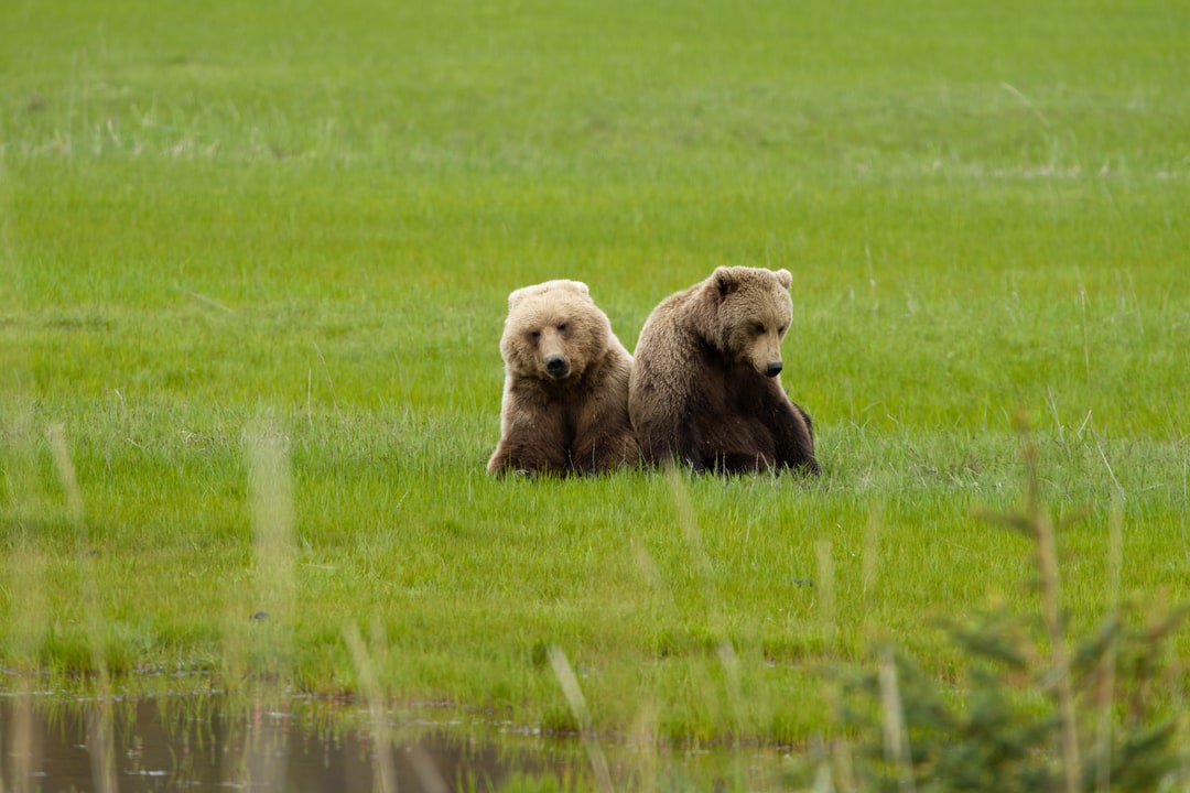 Two brown bears sit side by side in a vibrant green meadow near water in Alaska.