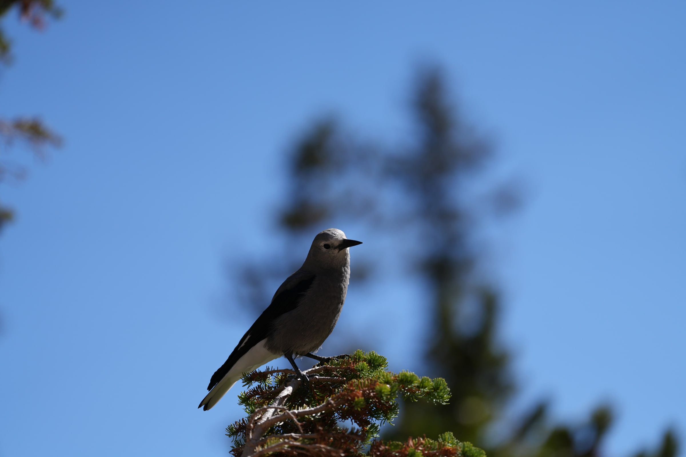 A Clark's nutcracker perches among conifer branches.
