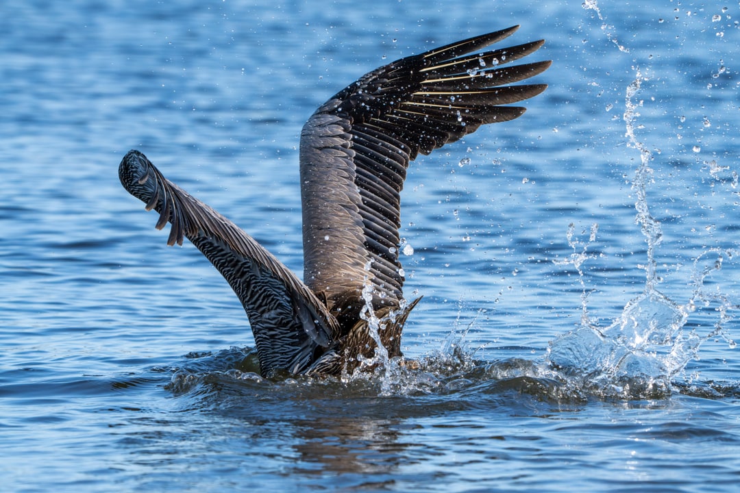 A brown pelican plunges headfirst into the water with wings raised, creating a splash as it dives for fish.