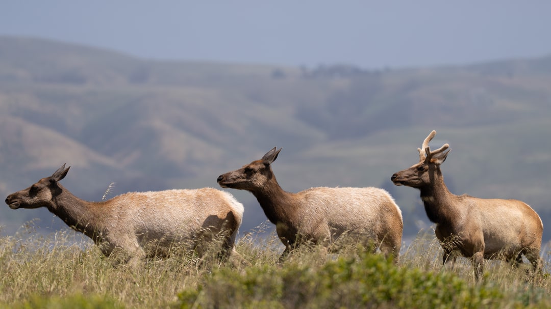 Three elk walk in a line across a grassy ridge with rolling hills in the background.