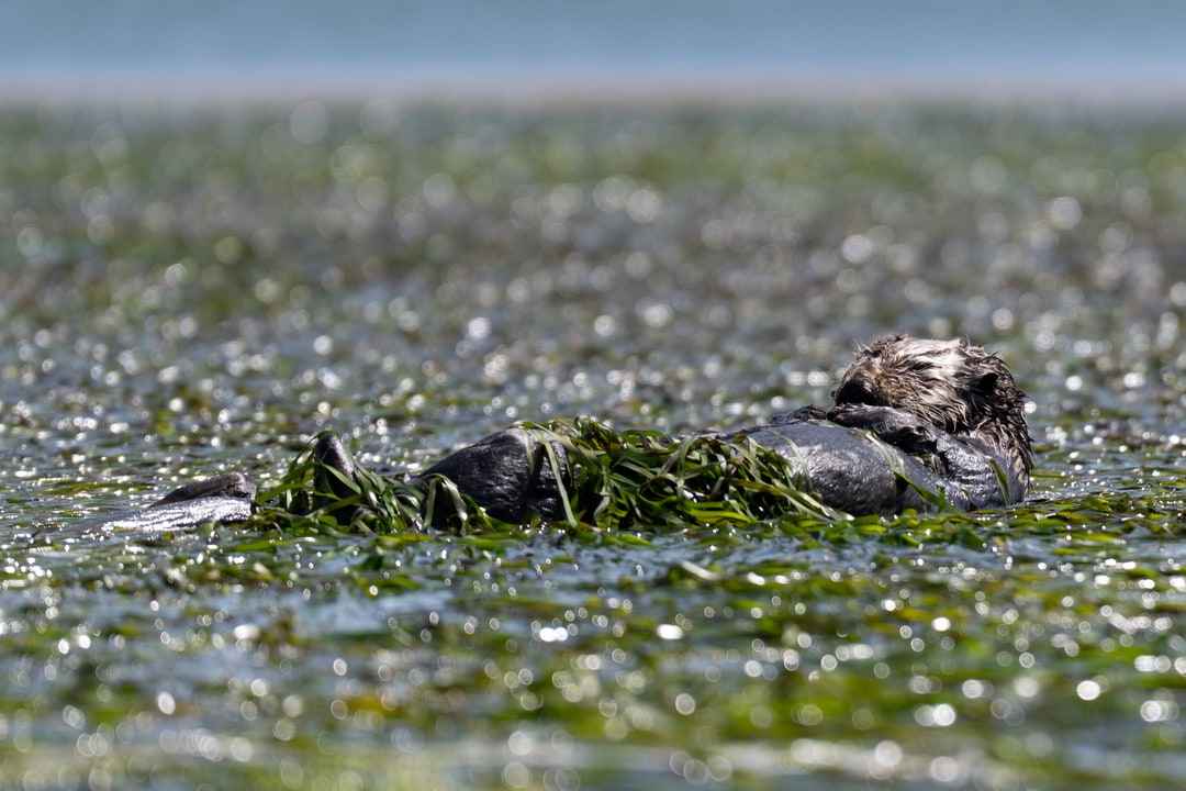 A sea otter rests on its back among floating marine vegetation.