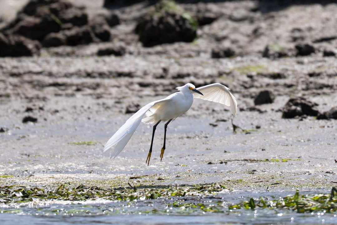 A snowy egret extends its wings as it lands near the water along a muddy shoreline.