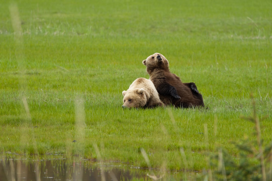 Two brown bears recline together in a grassy meadow in Alaska.