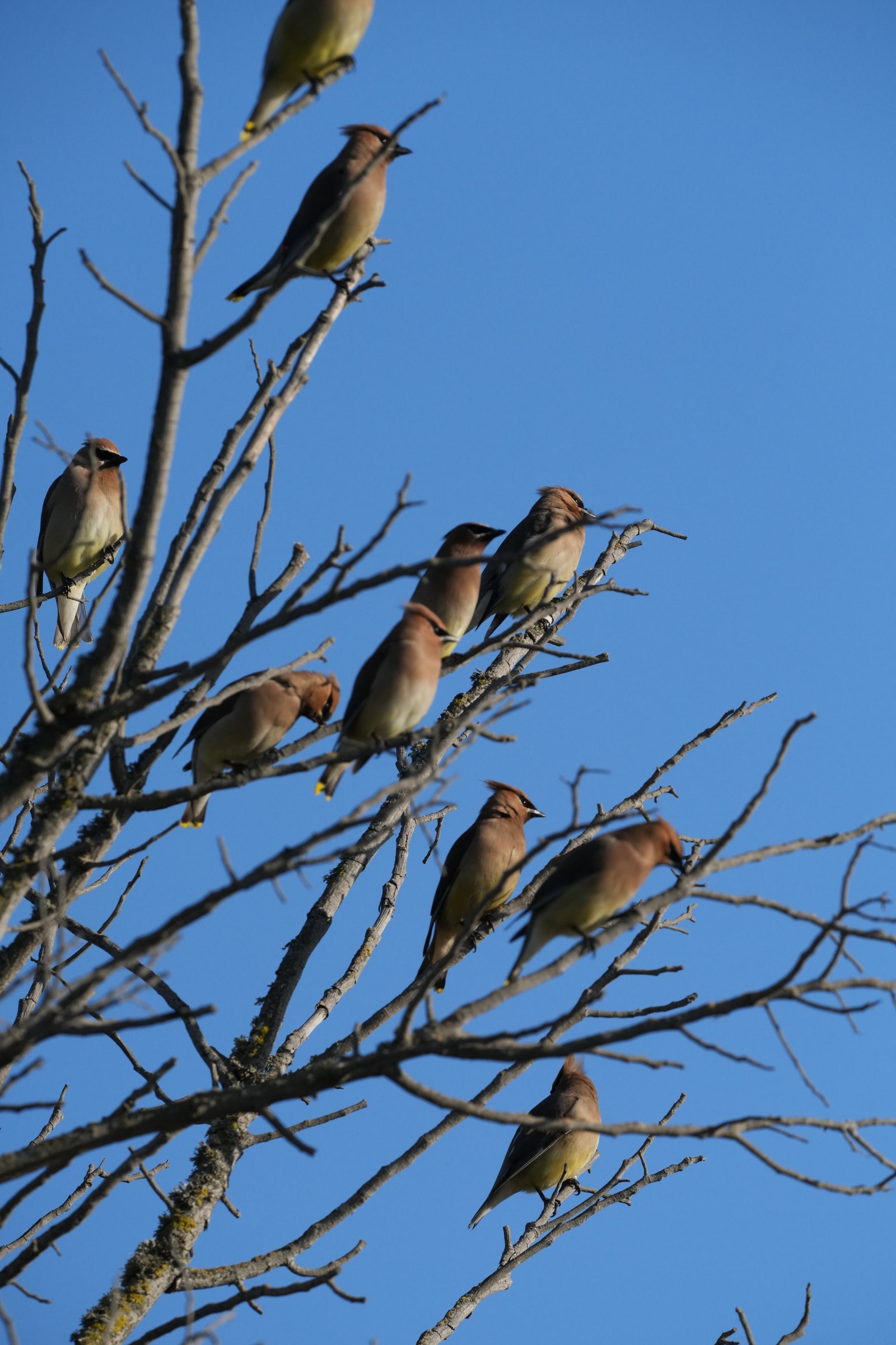 Cedar waxwings gather on bare branches against a blue sky.
