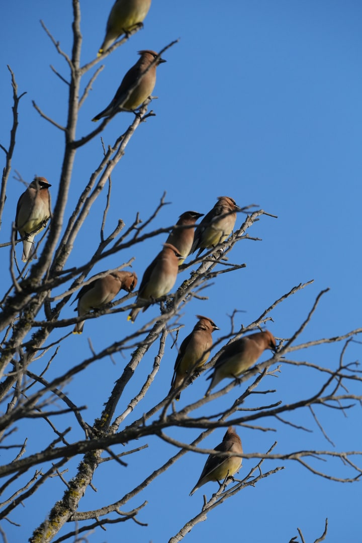 Cedar waxwings gather on bare branches against a blue sky.