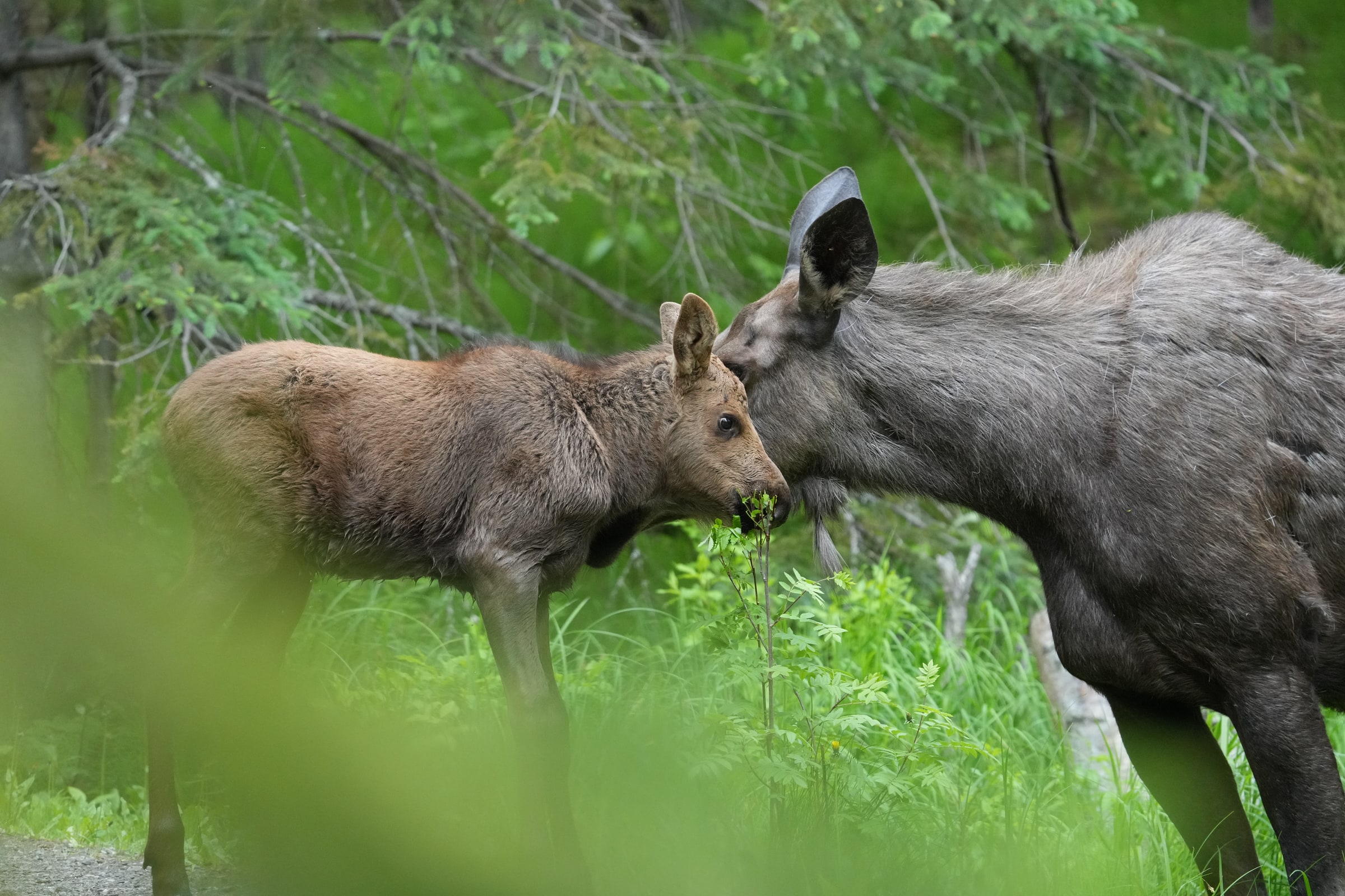 An adult moose and calf stand together among green shrubs.
