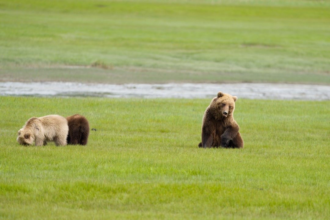 A female brown bear rests in a lush green meadow while her two cubs forage nearby in Alaska.