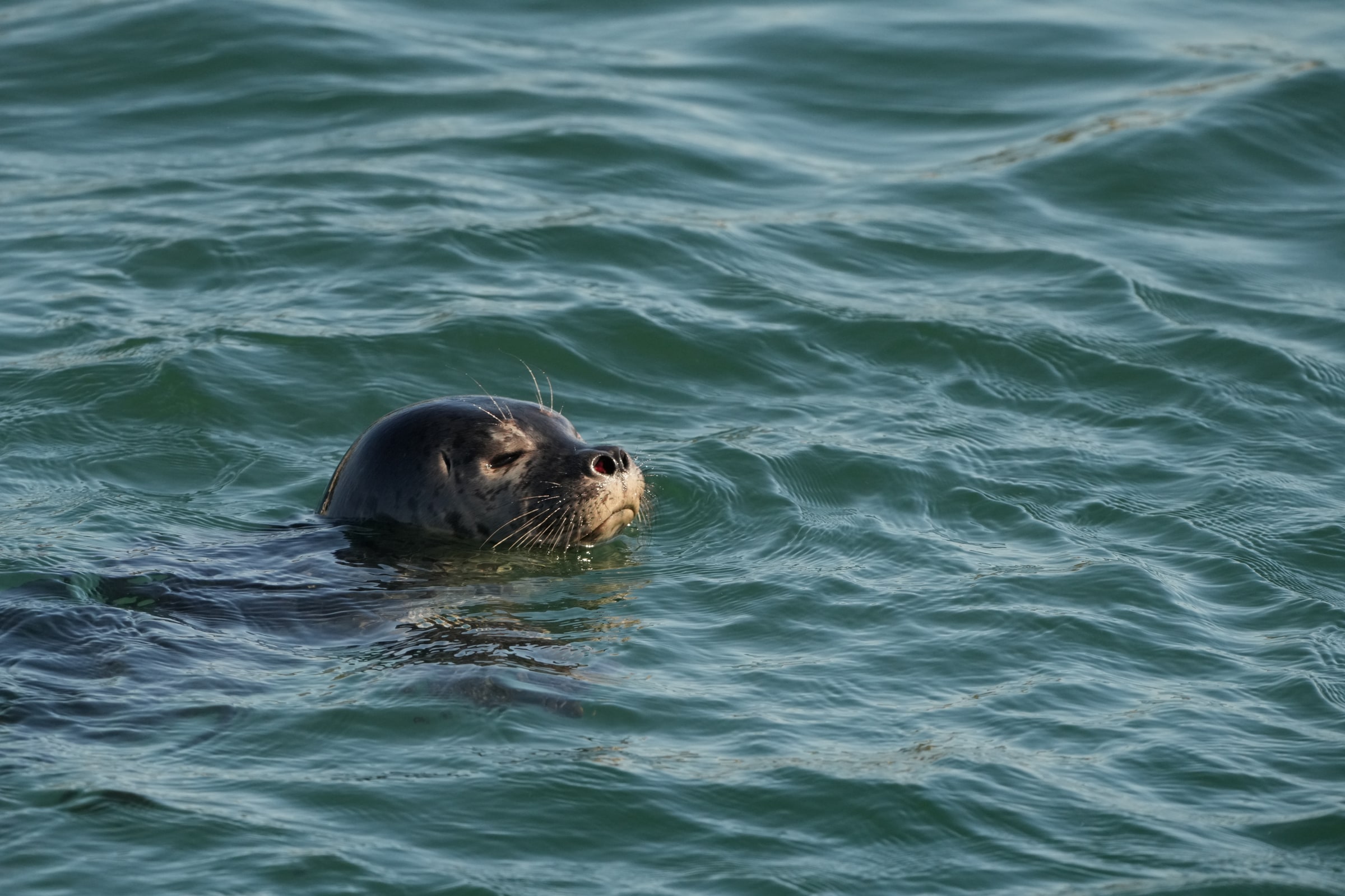 A harbor seal rests at the surface with its eyes closed.