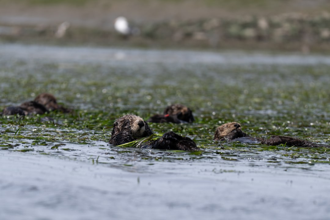 A group of sea otters floats together among eelgrass beds in shallow coastal waters.