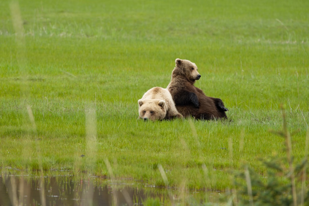 Two brown bears rest together in a lush green meadow near a water edge.