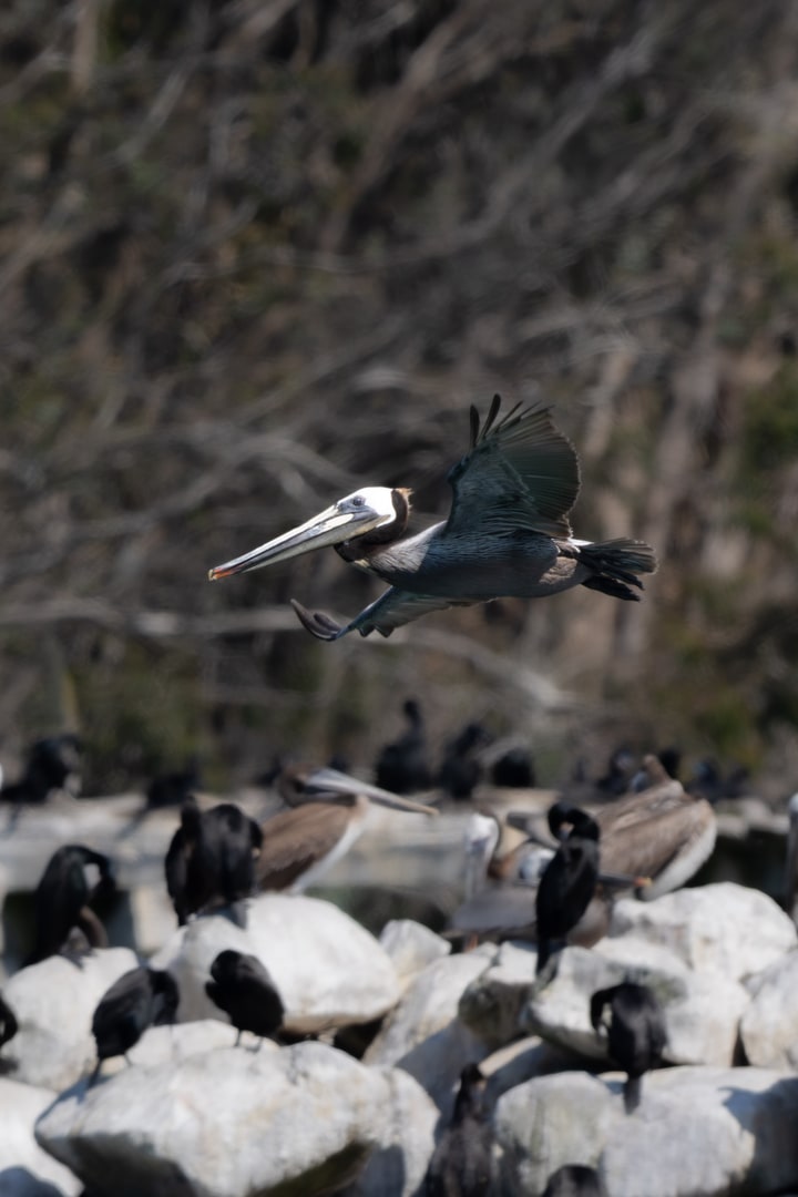 A brown pelican glides in flight above a rocky roosting site crowded with cormorants and other seabirds.