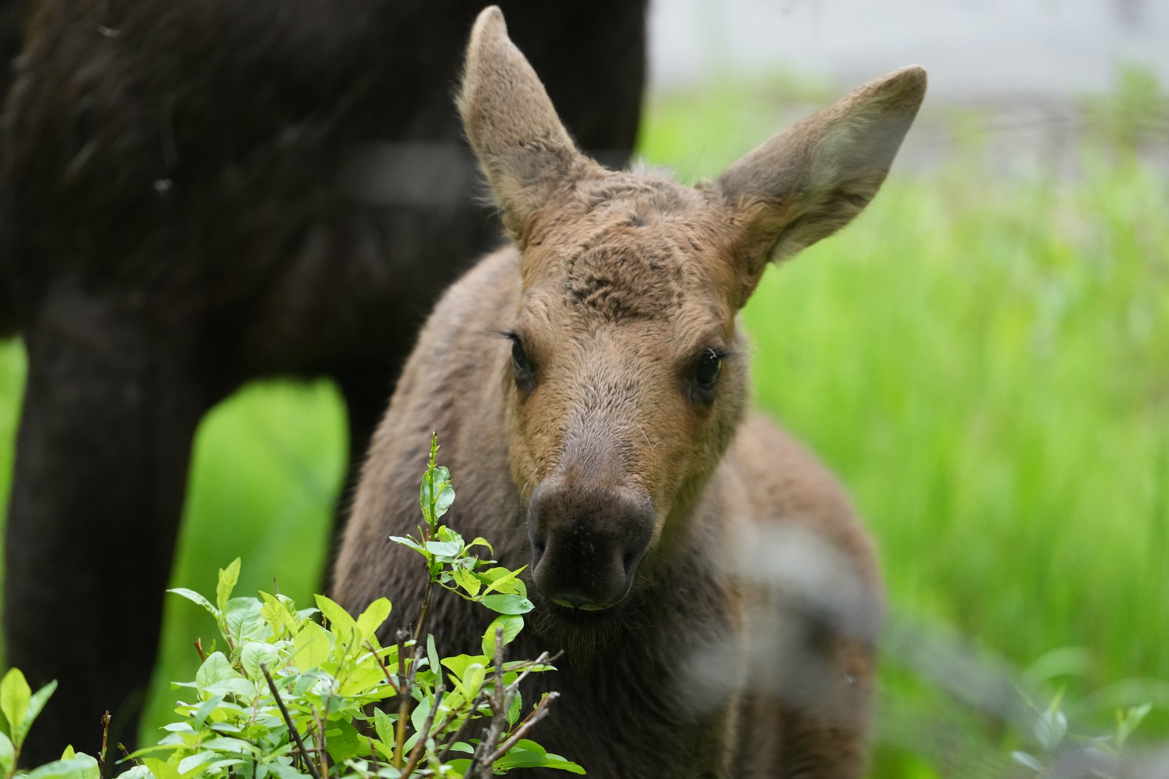 A moose calf peers through green shrubs.