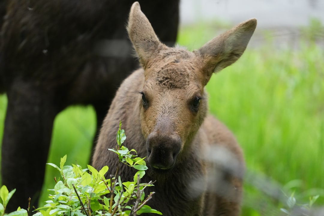 A moose calf peers through green shrubs.