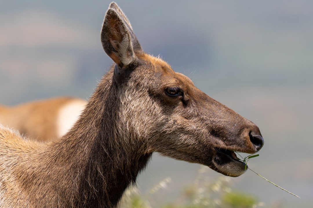 A close-up view of an elk chewing on a blade of grass against a soft hillside background.