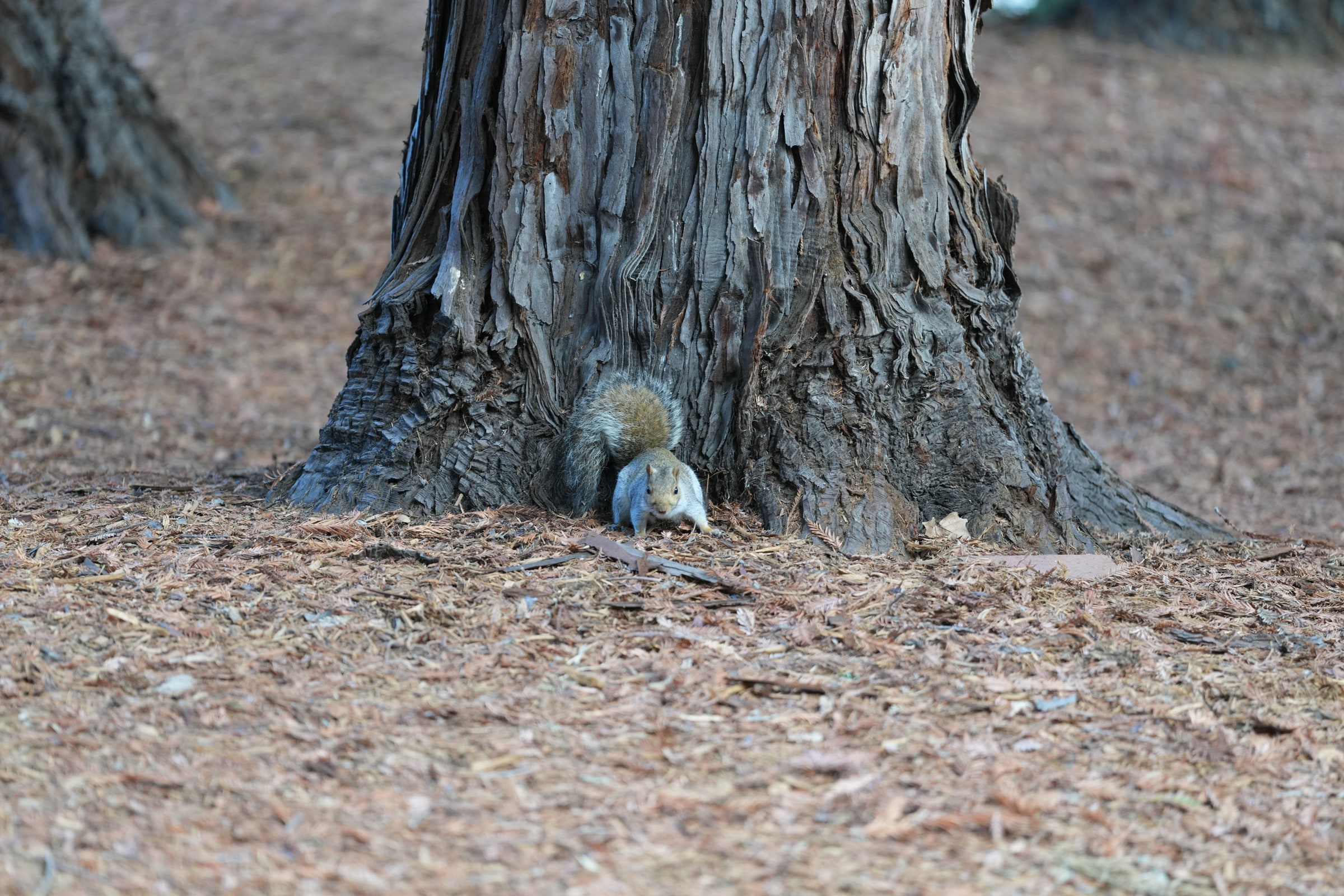 A squirrel forages at the base of a tree.