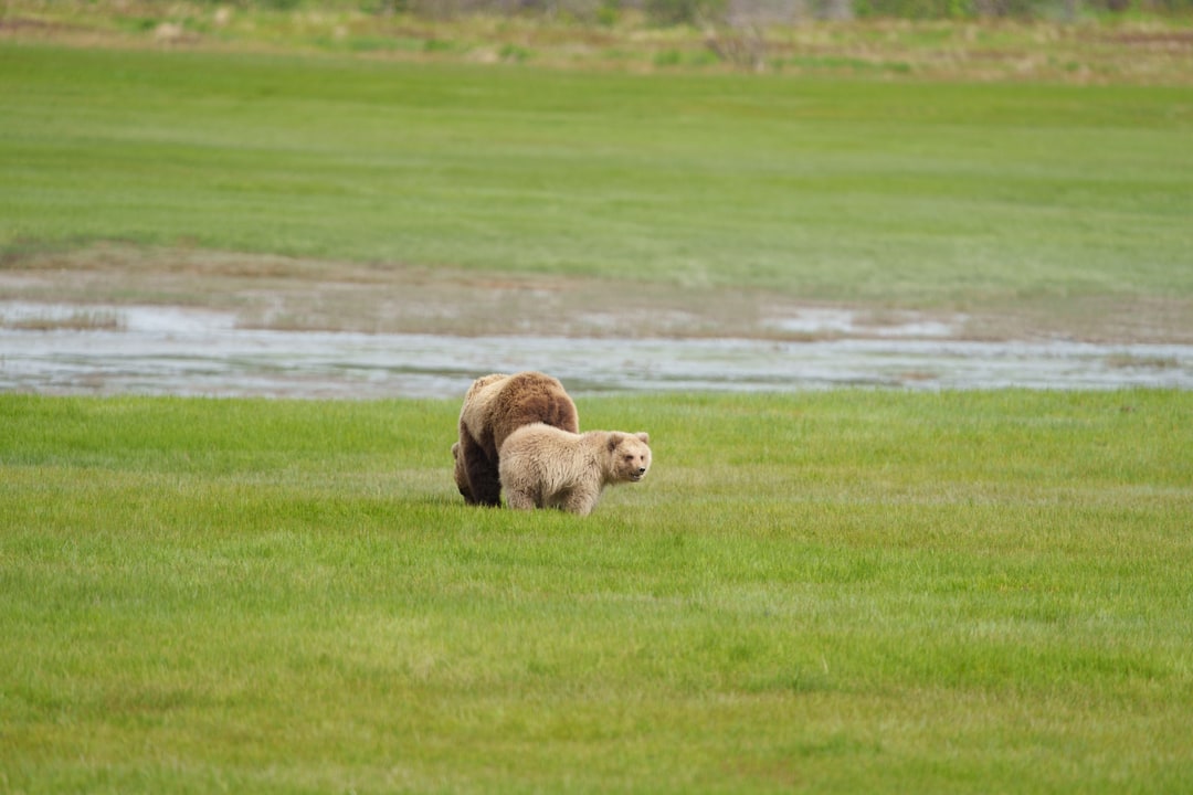 A brown bear and a lighter-colored young bear stand in an expansive green meadow near tidal flats in Alaska.