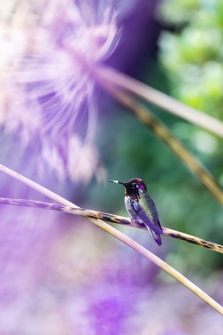 A male Anna's hummingbird perches on a dry stem against a soft purple floral background.
