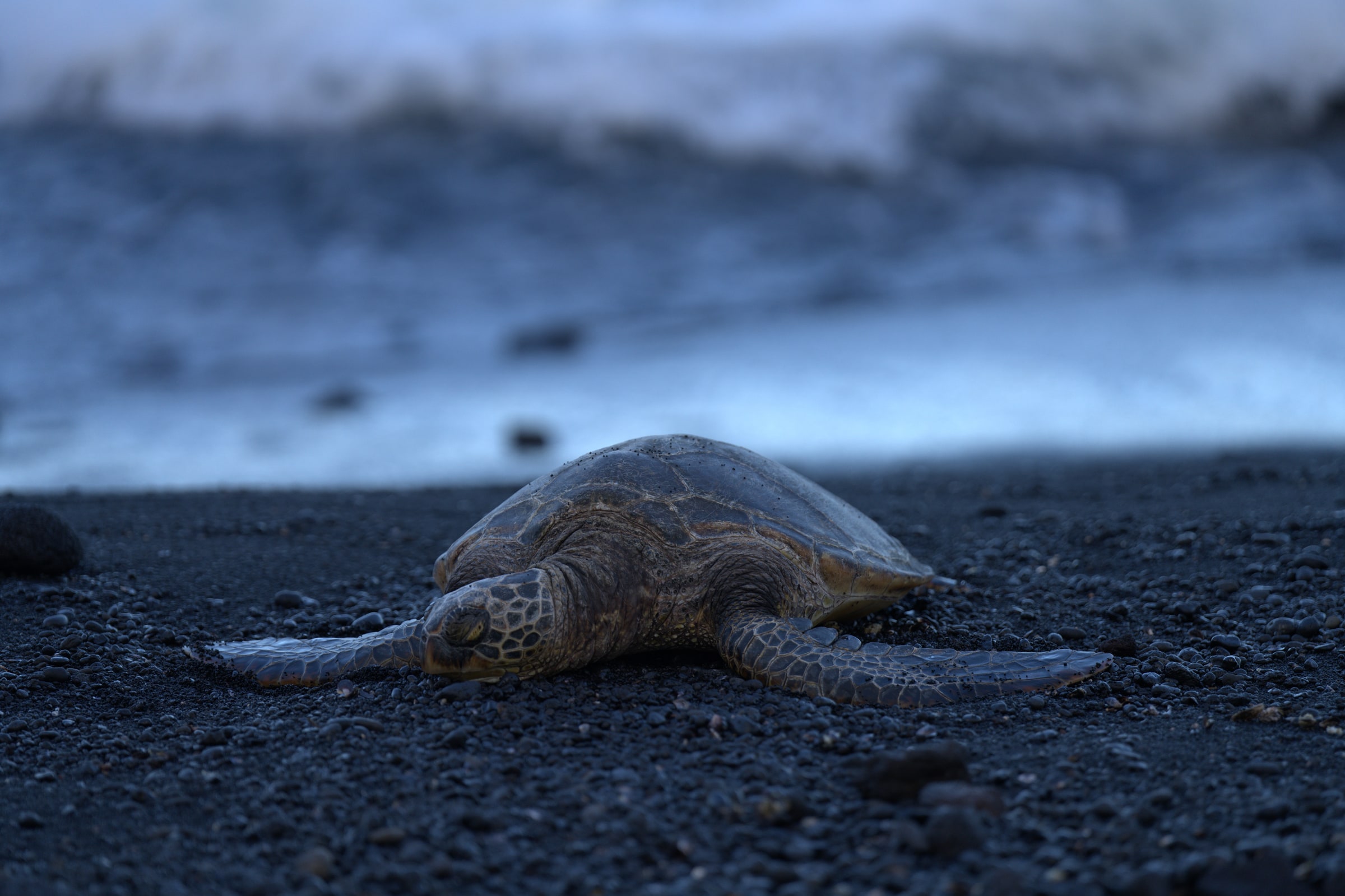 A sea turtle rests on a dark pebble beach.