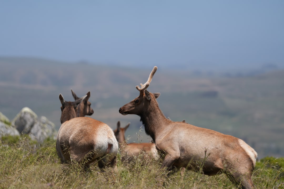 Elk rest on a grassy hillside.