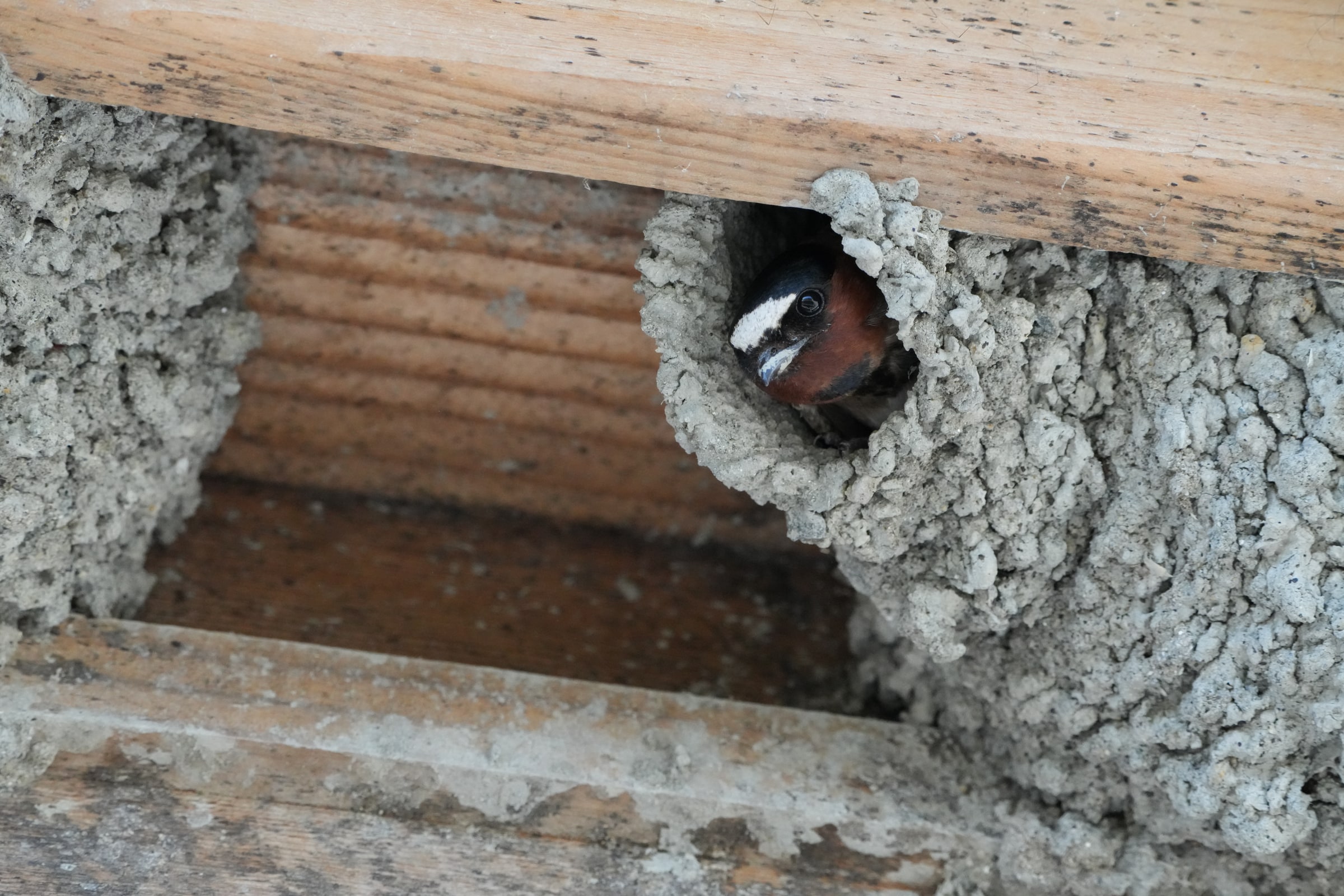 A cliff swallow peeks from the entrance of a mud nest beneath a wooden beam.