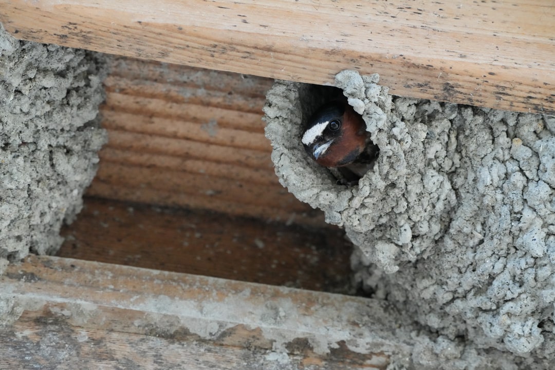 A cliff swallow peeks from the entrance of a mud nest beneath a wooden beam.