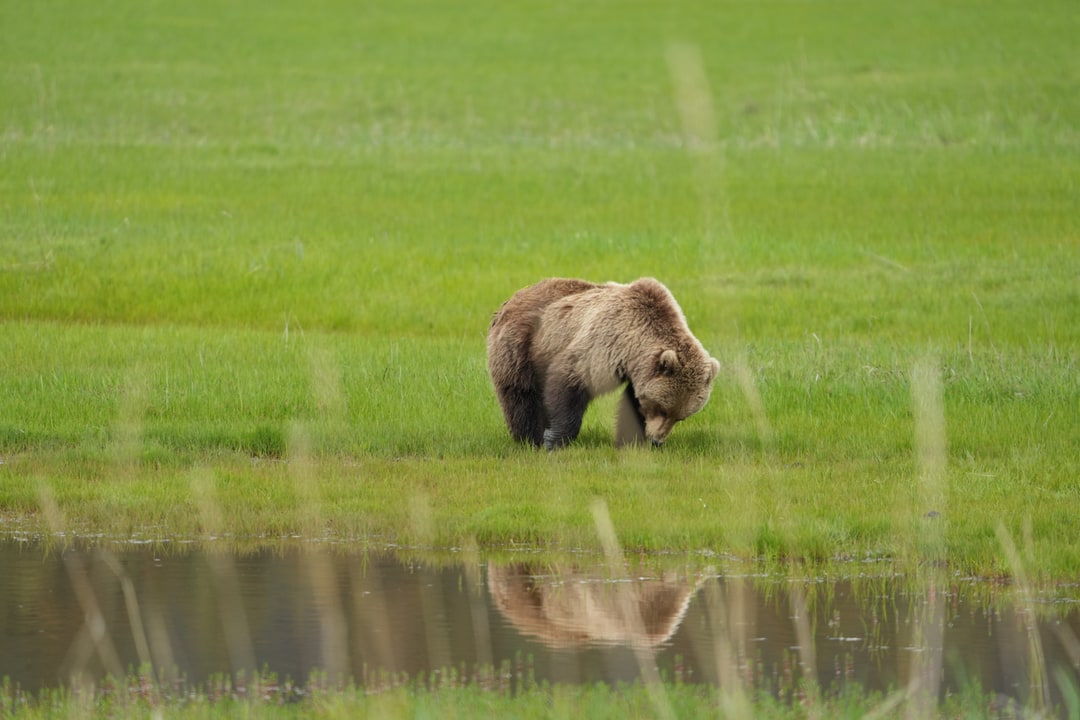 A brown bear grazes beside a meadow pool.