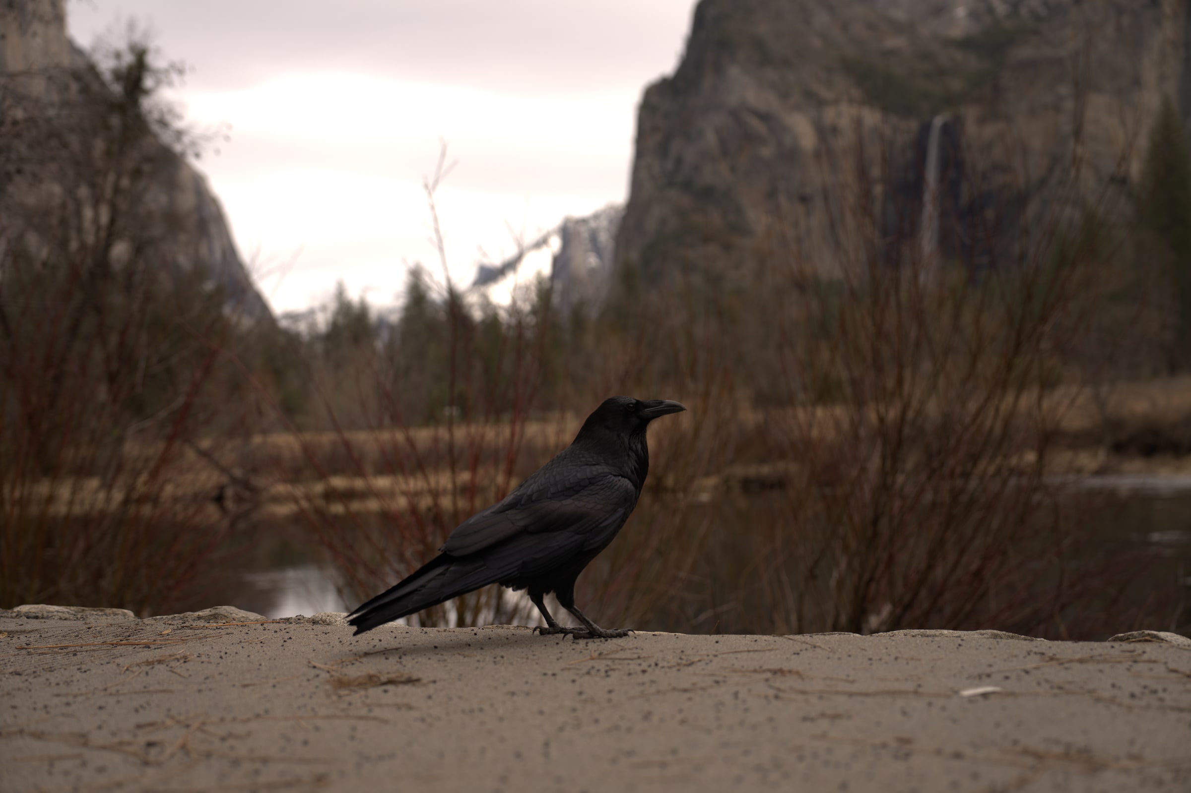 A raven perches on a stone wall overlooking Yosemite Valley.